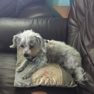 Meet your Posher, Misty